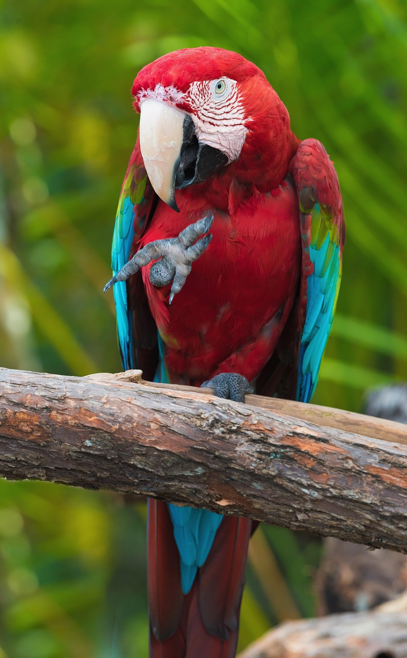 Close-up of two colorful macaws in a lush, tropical setting. Perfect for wildlife and nature photography enthusiasts.